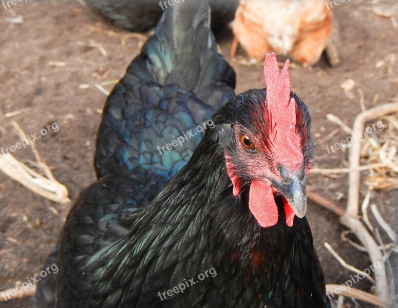 Chicken Hen Nero Blue Feathers