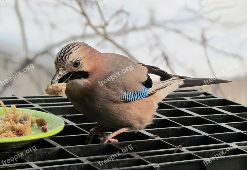 Animals Birds Jay Food Free Photos