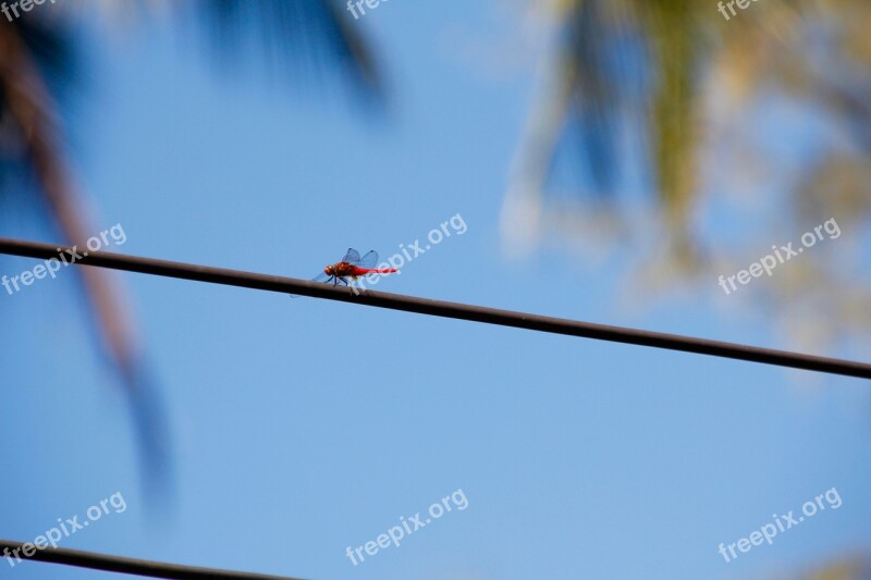 Dragonfly Power Line Electricity Line Current