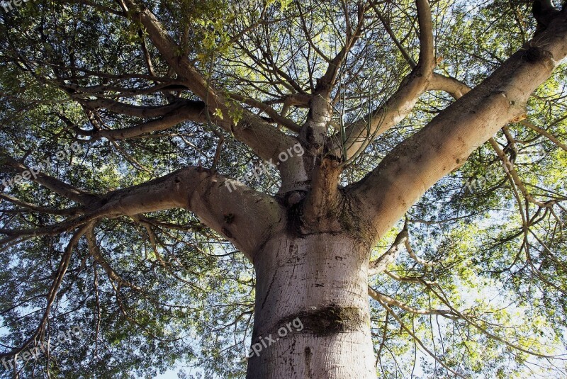 Guatemala Iron Tree Tree Power Height