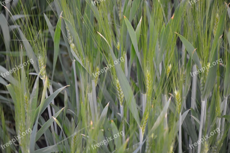 Wheat Fields Cereals Cornfield Free Photos