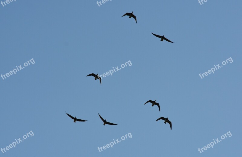 Birds Flight Formation Nature Blue