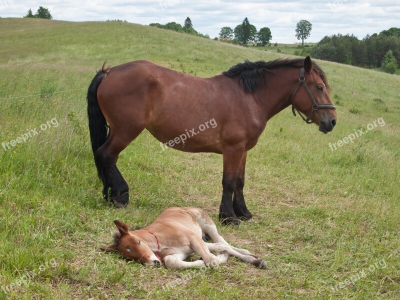 The Horse Offspring Horse Horses Animal