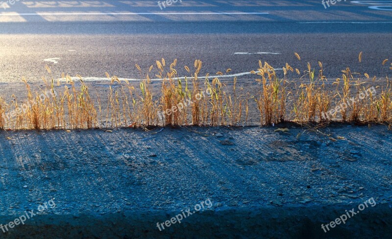 Road Weeds Shadow Sunshine Shade