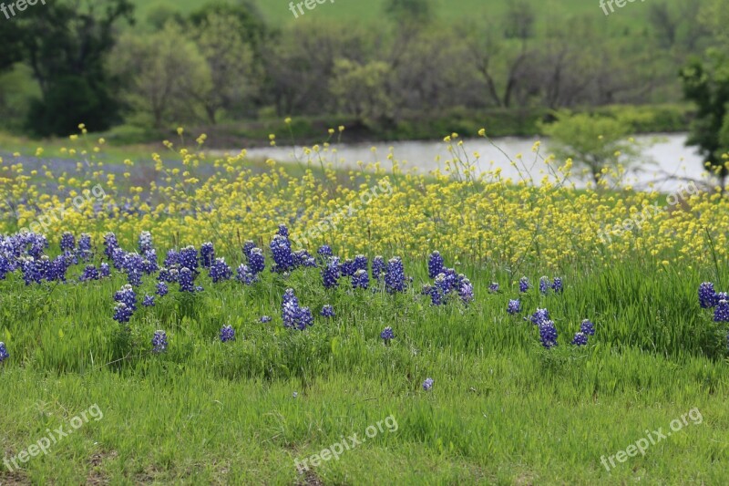 Flowers Wildflowers Texas Springtime Spring