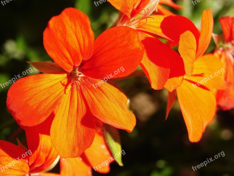 Hibiscus Red Flowers Flowers Garden Natural