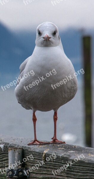 Seagull Bird Water Birds Seevogel