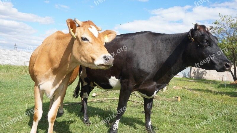 Cows Animal Meadow Pasture Land Animals