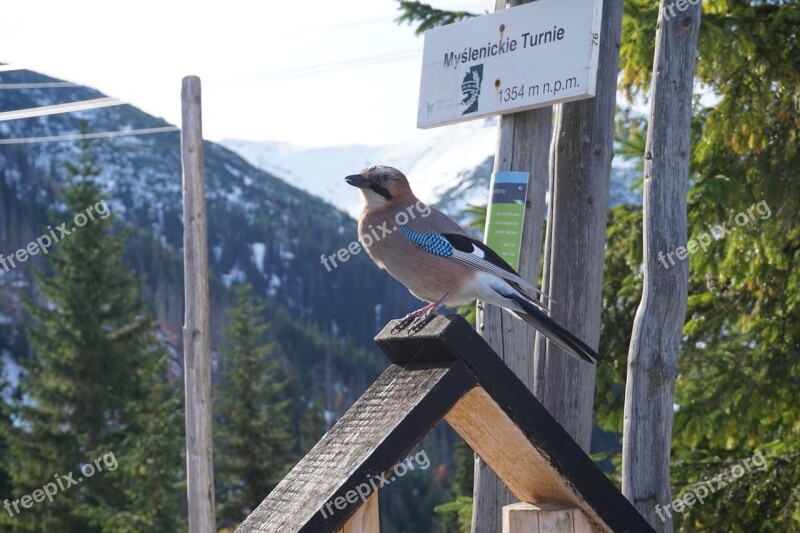 Bird Jay Mountains Forest Winter