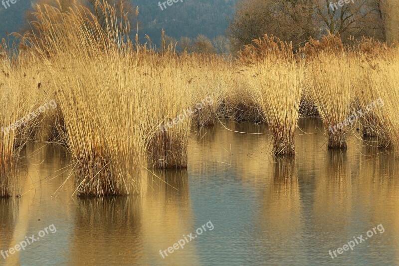 Reed Lake Constance Arm Of The Rhine Austria Water