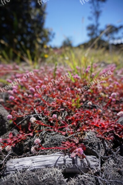 Kona Volcano Hawaii Trekking Adventure