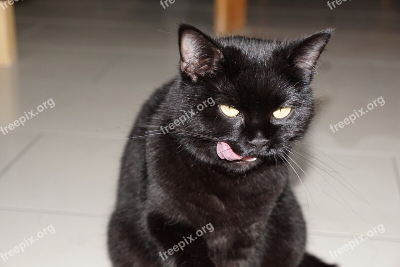 Cat Animal Black Lick Evil