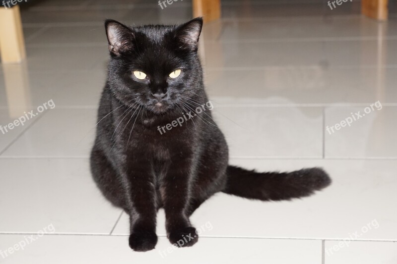 Cat Black Sit Animal Pet