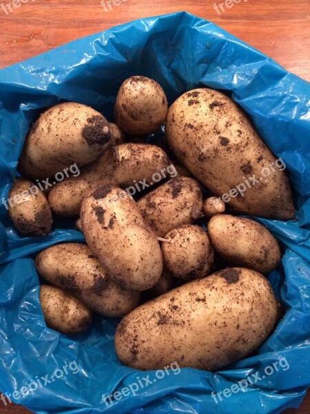 Potato Harvest New Potatoes Summer Free Photos