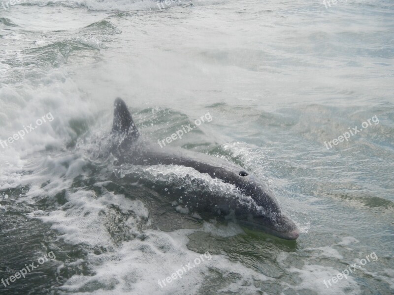 Dolphin Florida Mammal Ocean Flipper