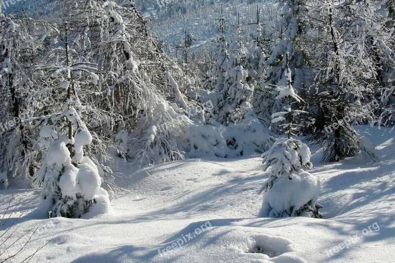 Forest Winter Snow Mountains Landscape