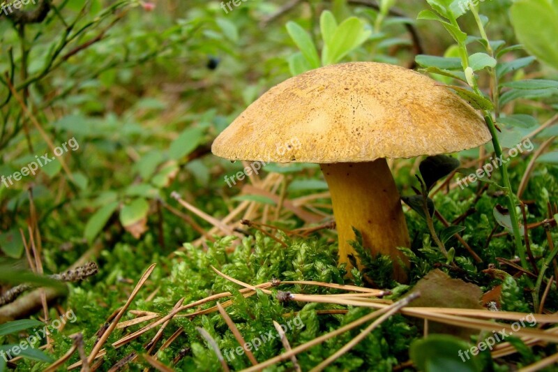 Fungus Litter Forest Moss Undergrowth