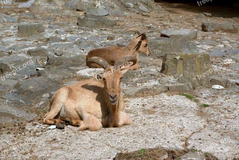 Animals Horns Wild Brown Free Photos