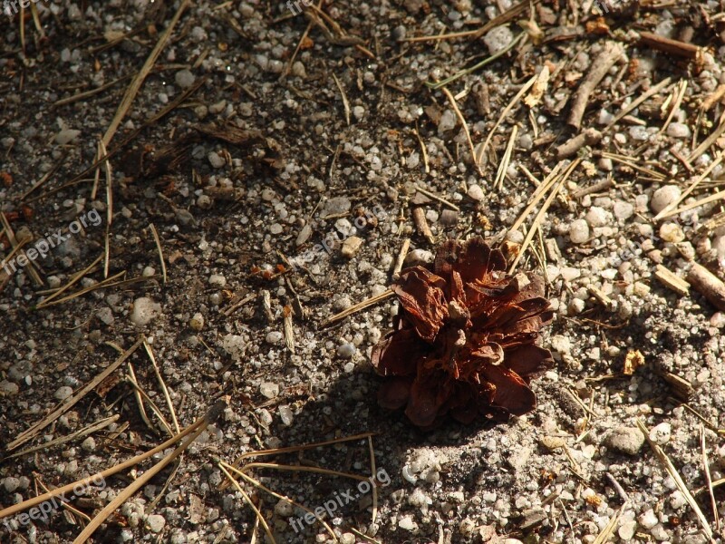 Cone Forest Needles Stones Sticks