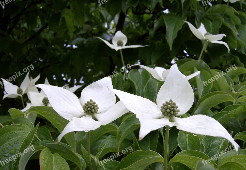 Flowering Dogwood Cornus Florida White Flowers Plants Natural