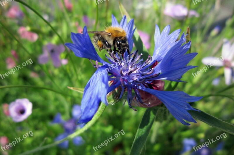 Hummel Insect Nature Close Up Sprinkle