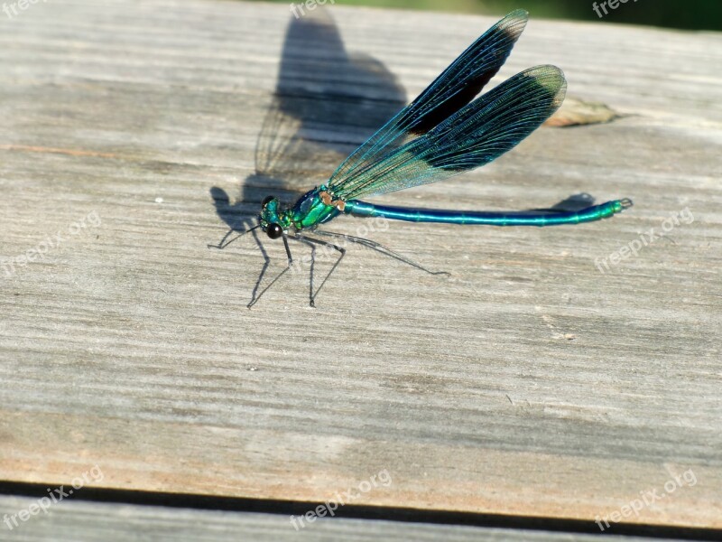 Dragonfly Wing Blue Insect Shadow