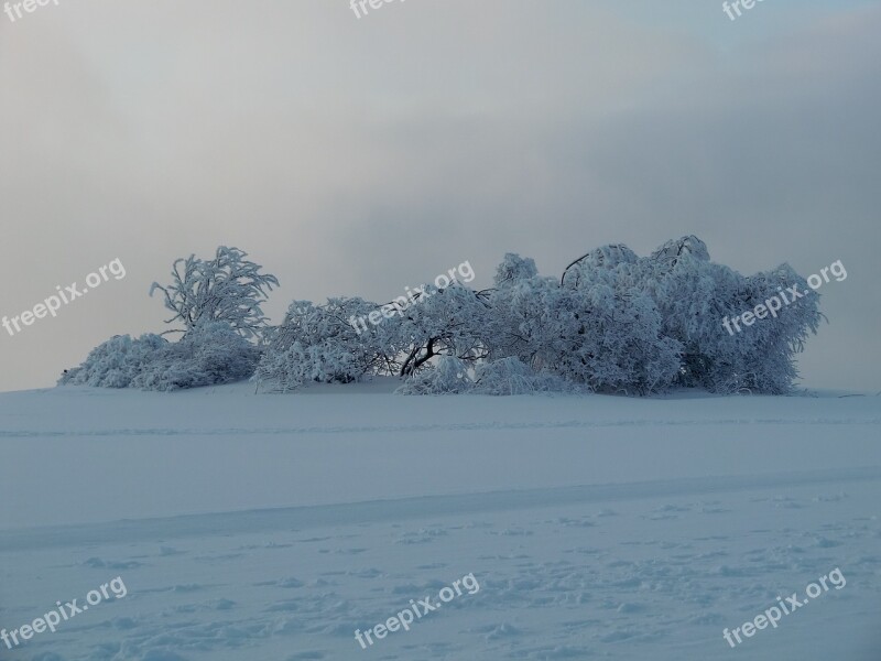 Wasserkuppe Wintry Winter Snow Trees