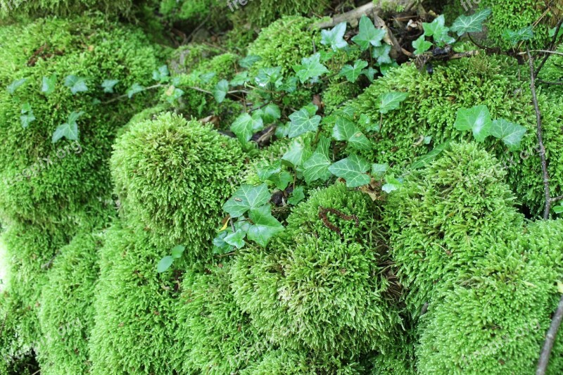 Moss Green Forest Crimea Stones Summer