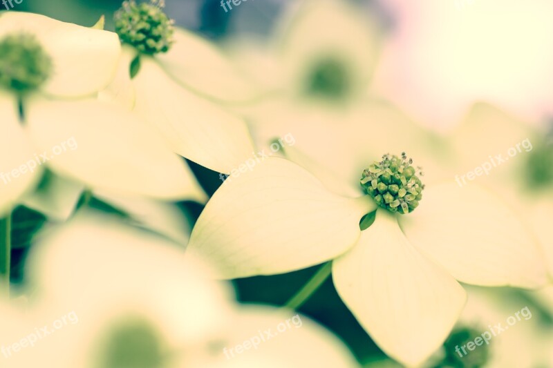 Flowers Cornus Kousa Plant Natural White