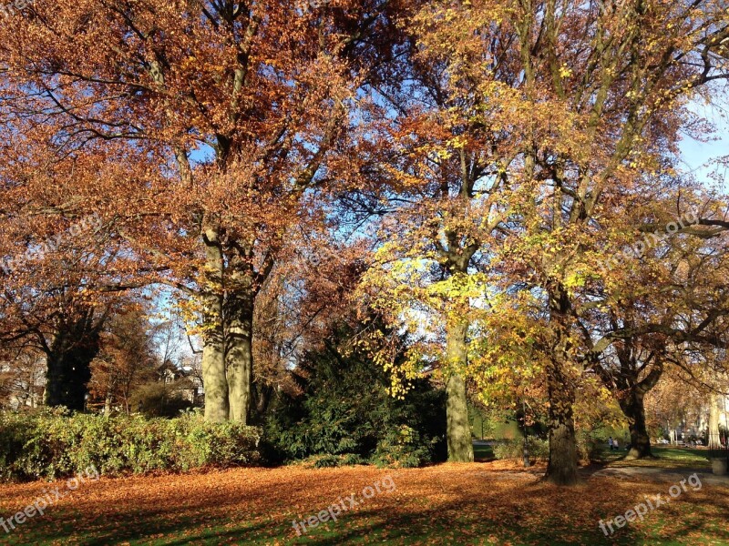 Autumn Autumn Day Leaves Golden Autumn Sunlight