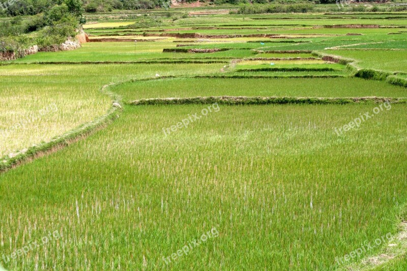 Rice Field Plantation Agriculture Plant