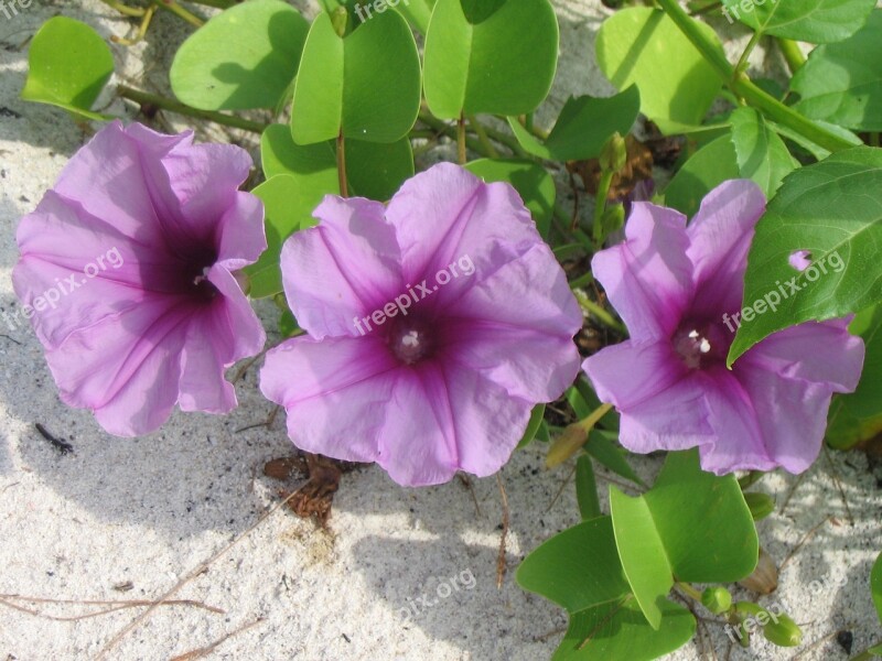 Getfotsipomea Beach Flower Ipomoea Pes-caprae Purple Flower Free Photos