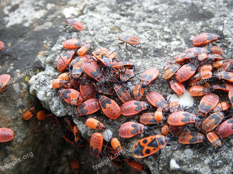 Insects Red Bug Wildlife Infestation