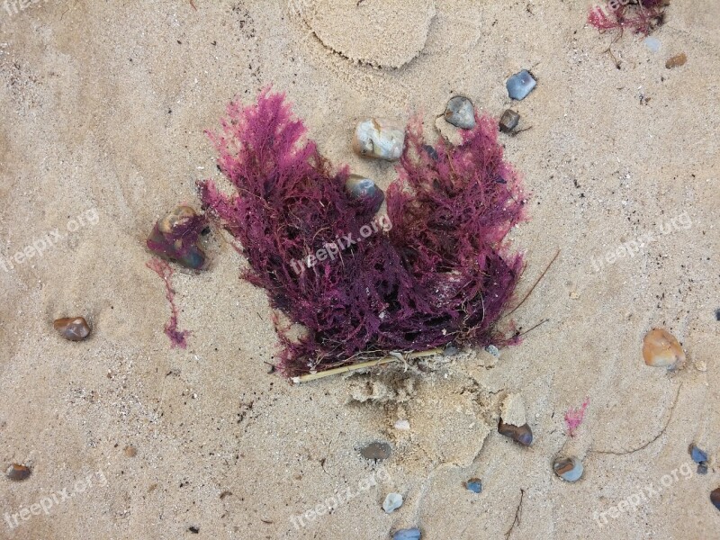 Sand Seaweed Beach Free Photos