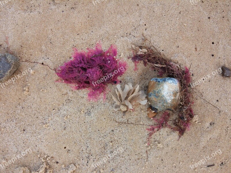 Sand Beach Seaweed Red Beach Sand