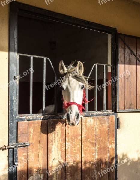 Horse Block Animal Tame Good