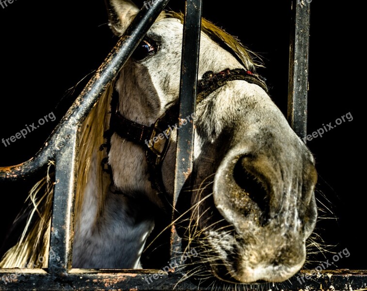 Horse Block Animal Tame Good