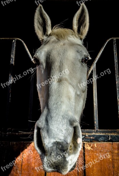 Horse Block Animal Tame Good