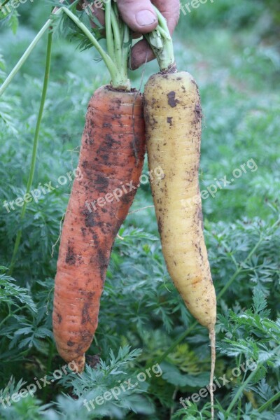 Carrot Vegetable Harvest Bio Free Photos