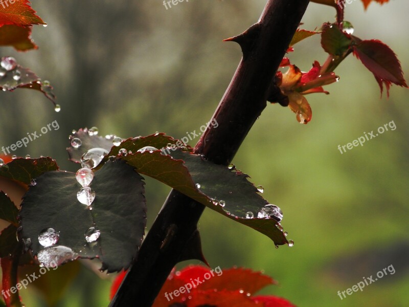 Water Rose Rain Flower Rosa