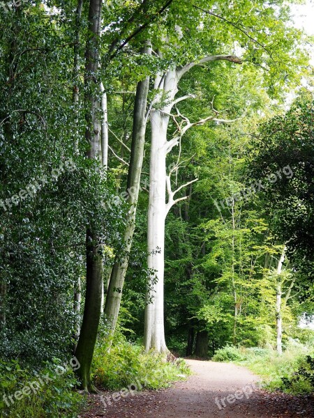 Nature Trees Forest Path Free Photos