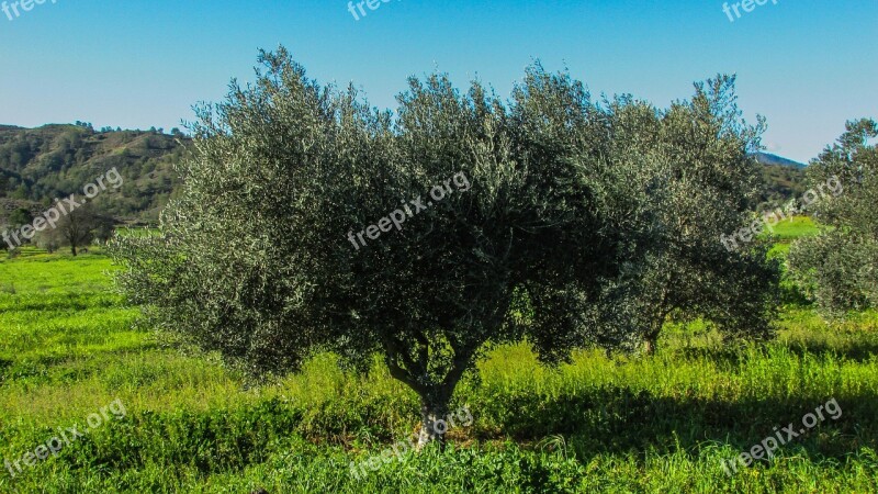 Cyprus Olive Tree Agricultural Mediterranean Rural