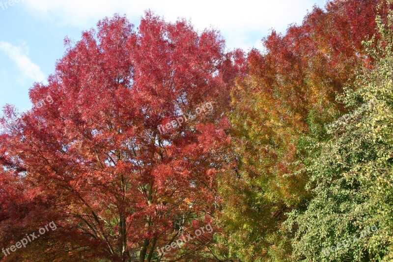 Autumn Trees Leaves Autumn Fall Tree