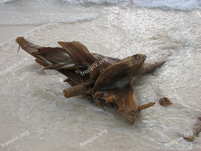 Drift Wood Beach Sand Free Photos