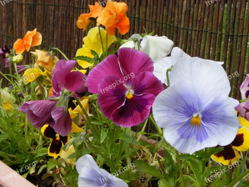 Pansy Flower Spring Garden Nature