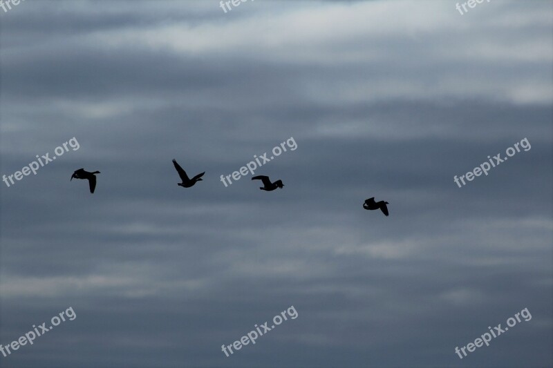 Birds Clouds Sky Flying Swarm