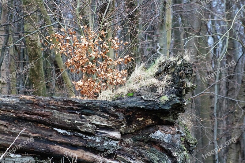 Log Uprooted Rots Old Nature