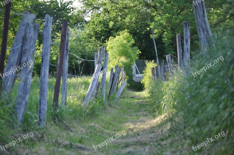 Path Country Fields Field Nature