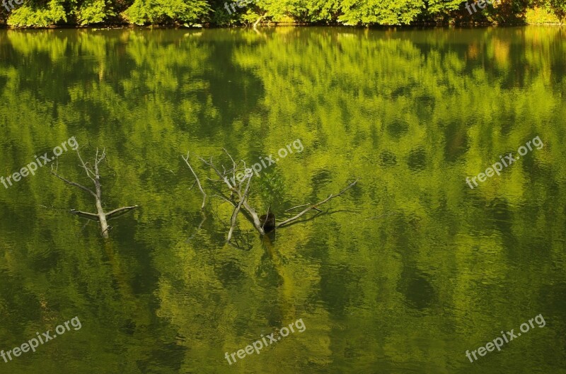 Wood Water Lake Forest Lake Fallen Tree