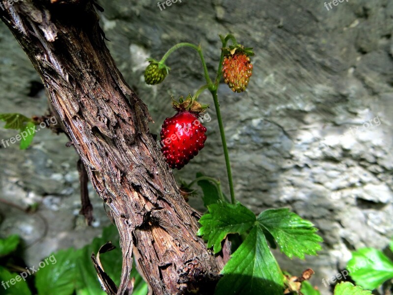 Strawberry Plant Wild Strawberry Wild Plant Berry